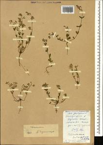 Helianthemum salicifolium (L.) Miller, Caucasus, Dagestan (K2) (Russia)