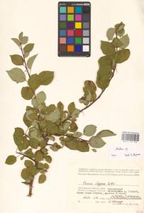 Malus, Eastern Europe, Lower Volga region (E9) (Russia)