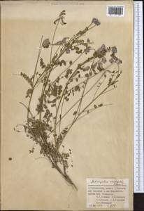 Astragalus urgutinus Lipsky, Middle Asia, Pamir & Pamiro-Alai (M2) (Tajikistan)