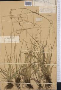 Carex capillaris L., Middle Asia, Dzungarian Alatau & Tarbagatai (M5) (Kazakhstan)