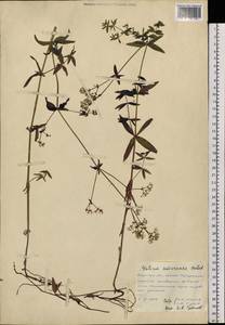 Galium amurense Pobed., Siberia, Russian Far East (S6) (Russia)