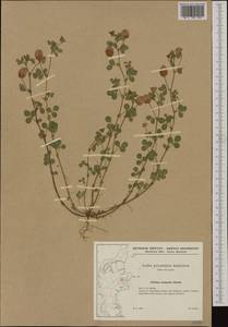 Trifolium campestre Schreb., Western Europe (EUR) (Denmark)