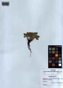 Potentilla acaulis L., Siberia, Altai & Sayany Mountains (S2) (Russia)