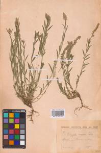 Polygala comosa Schkuhr, Eastern Europe, Moscow region (E4a) (Russia)