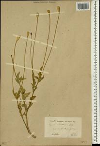 Papaver macrostomum Boiss. & A. Huet ex Boiss., South Asia, South Asia (Asia outside ex-Soviet states and Mongolia) (ASIA) (Iraq)