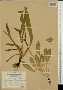 Taraxacum confusum Schischk., Caucasus, South Ossetia (K4b) (South Ossetia)