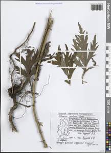 Artemisia vulgaris subsp. vulgaris, Eastern Europe, Volga-Kama region (E7) (Russia)