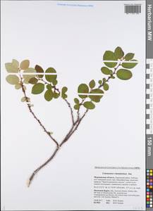 Cotoneaster integerrimus Medik., Eastern Europe, Northern region (E1) (Russia)