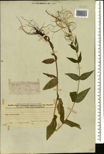 Epilobium montanum L., Caucasus, Azerbaijan (K6) (Azerbaijan)