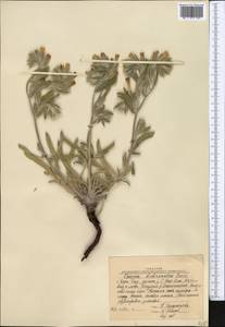 Onosma dichroantha Boiss., Middle Asia, Western Tian Shan & Karatau (M3) (Kazakhstan)