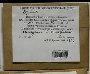 Bryhnia, Bryophytes, Bryophytes - Russian Far East (excl. Chukotka & Kamchatka) (B20) (Russia)