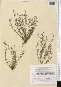 Campanula incanescens Boiss., Middle Asia, Pamir & Pamiro-Alai (M2) (Turkmenistan)