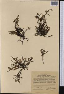 Cassiope lycopodioides (Pall.) D. Don, Siberia, Russian Far East (S6) (Russia)