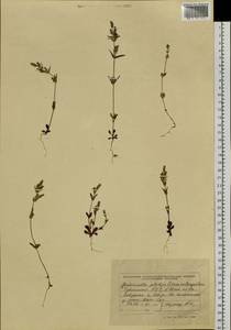 Gentianella amarella subsp. acuta (Michx.) J. M. Gillett, Siberia, Altai & Sayany Mountains (S2) (Russia)