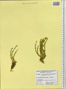 Spinulum annotinum subsp. alpestre (Hartm.) Uotila, Siberia, Central Siberia (S3) (Russia)