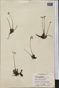 Saxifraga bronchialis subsp. austromontana (Wieg.) Piper, America (AMER) (Canada)