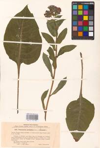 MHA 0 152 880, Pulmonaria molissima × officinalis, Eastern Europe, North Ukrainian region (E11) (Ukraine)