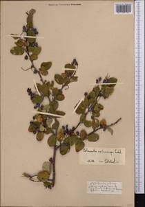 Cotoneaster nummularius Fisch. & C. A. Mey., Middle Asia, Pamir & Pamiro-Alai (M2)