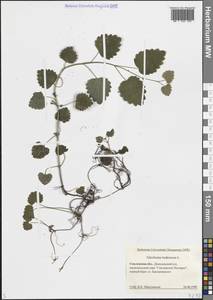 Glechoma hederacea L., Eastern Europe, Western region (E3) (Russia)