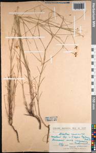 Dianthus ramosissimus Pall. ex Poir., Middle Asia, Northern & Central Kazakhstan (M10) (Kazakhstan)