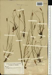 Blysmus compressus (L.) Panz. ex Link, Eastern Europe, Central region (E4) (Russia)