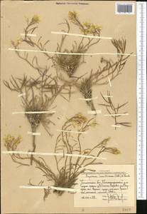 Erysimum altaicum C. A. Mey., Middle Asia, Western Tian Shan & Karatau (M3) (Uzbekistan)