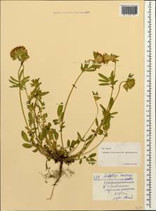 Anthyllis vulneraria subsp. boissieri (Sagorski)Bornm., Caucasus, North Ossetia, Ingushetia & Chechnya (K1c) (Russia)