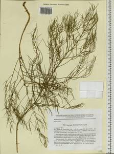 Asparagus dauricus Fisch. ex Link, Siberia, Baikal & Transbaikal region (S4) (Russia)