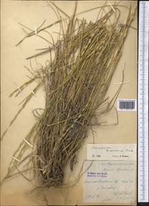 Elymus bungeanus (Trin.) Melderis, Middle Asia, Northern & Central Tian Shan (M4) (Kazakhstan)