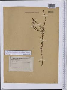Lappula brachycentra (Ledeb.) Gürke, Siberia, Altai & Sayany Mountains (S2) (Russia)