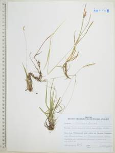 Calamagrostis korotkyi Litv., Siberia, Russian Far East (S6) (Russia)