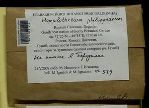 Homalothecium philippeanum (Spruce) Schimp., Bryophytes, Bryophytes - North Caucasus & Ciscaucasia (B12) (Russia)