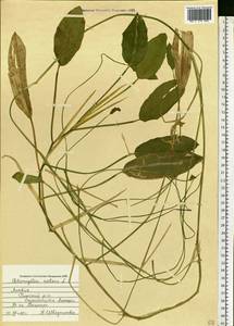 Potamogeton natans L., Eastern Europe, Latvia (E2b) (Latvia)