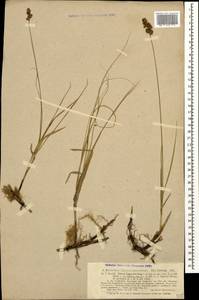 Carex colchica J.Gay, Caucasus, Abkhazia (K4a) (Abkhazia)