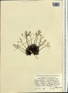 Eritrichium uralense Serg., Eastern Europe, Eastern region (E10) (Russia)