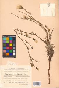 Tragopogon borystenicus Artemczuk, Eastern Europe, South Ukrainian region (E12) (Ukraine)