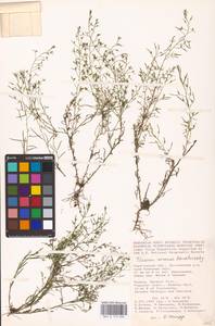 Thesium ramosum Hayne, Eastern Europe, Lower Volga region (E9) (Russia)