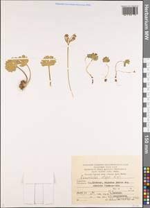 Ranunculus afghanicus Aitch. & Hemsl., Middle Asia, Pamir & Pamiro-Alai (M2) (Turkmenistan)