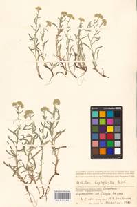 Achillea leptophylla M. Bieb., Eastern Europe, Lower Volga region (E9) (Russia)