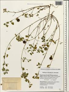 Medicago orbicularis (L.)Bartal., Caucasus, Krasnodar Krai & Adygea (K1a) (Russia)