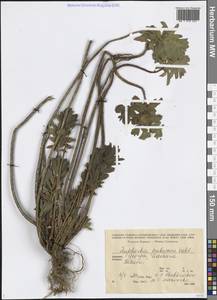 Euphorbia hirsuta L., Caucasus, Armenia (K5) (Armenia)