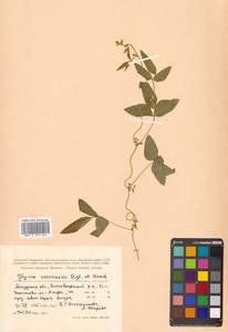 Glycine max subsp. soja (Siebold & Zucc.) H.Ohashi, Siberia, Russian Far East (S6) (Russia)