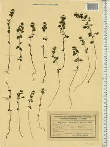 Euphrasia × vernalis List, Eastern Europe, Middle Volga region (E8) (Russia)