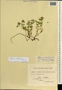 Thymus verchojanicus Doronkin, Siberia, Yakutia (S5) (Russia)