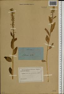 Macropodium nivale (Pall.) W.T. Aiton, Siberia, Altai & Sayany Mountains (S2) (Russia)