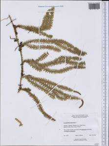 Spinulum annotinum subsp. annotinum, America (AMER) (Canada)