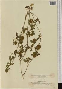 Trifolium diffusum Ehrh., Western Europe (EUR) (Romania)