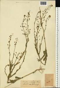 Camelina microcarpa Andrz. ex DC., Eastern Europe, Rostov Oblast (E12a) (Russia)