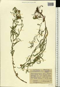 Centaurea trichocephala M. Bieb. ex Willd., Eastern Europe, Lower Volga region (E9) (Russia)