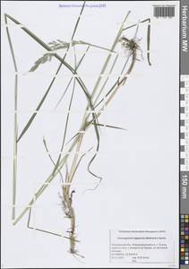 Calamagrostis lapponica (Wahlenb.) Hartm., Eastern Europe, Northern region (E1) (Russia)